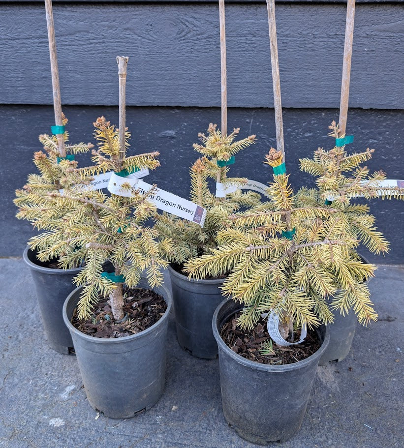 Cascade Campfire Rare Blue Spruce Tree, Dwarf Collector Conifer - Live Plant