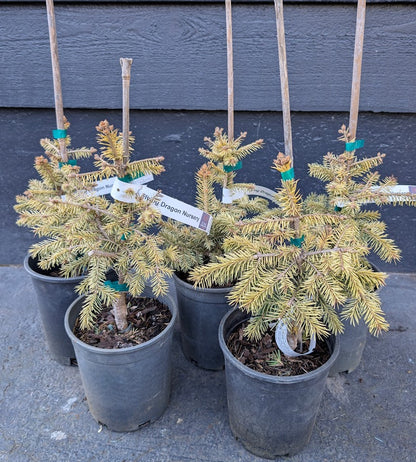Cascade Campfire Rare Blue Spruce Tree, Dwarf Collector Conifer - Live Plant