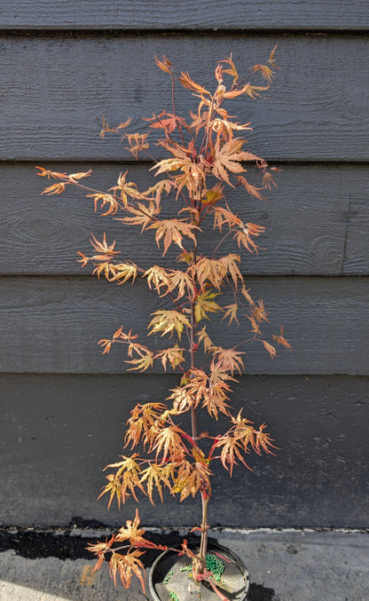 Strawberry Spring Japanese Maple Pink Reticulated Acer Palmatum - Live Plant