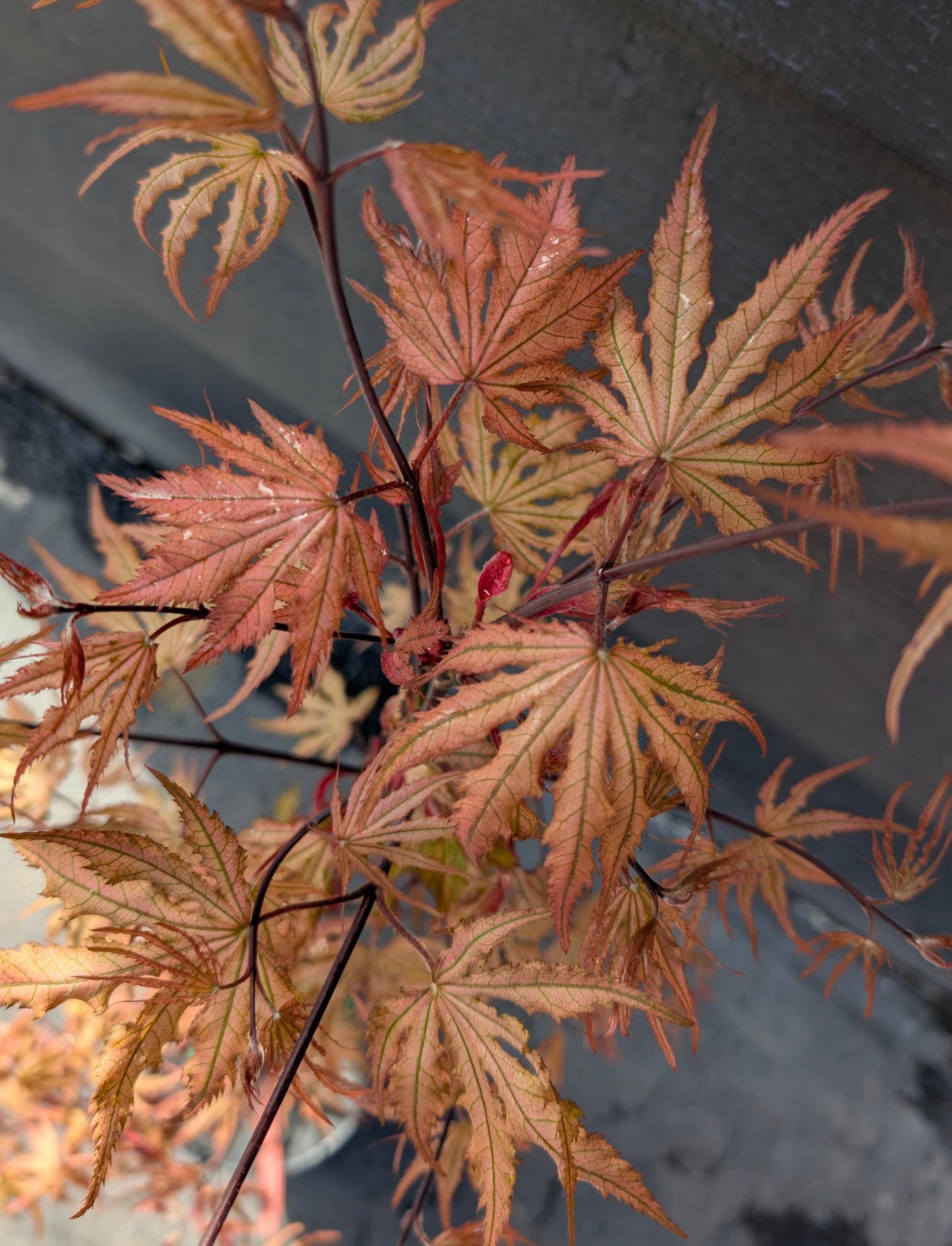 Strawberry Spring Japanese Maple Pink Reticulated Acer Palmatum - Live Plant
