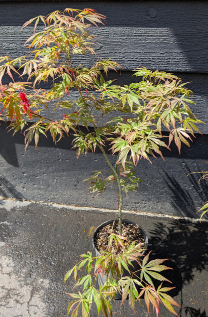 Lileeanne's Jewel Japanese Maple, Rare Variegated Acer Palmatum - Live Plant