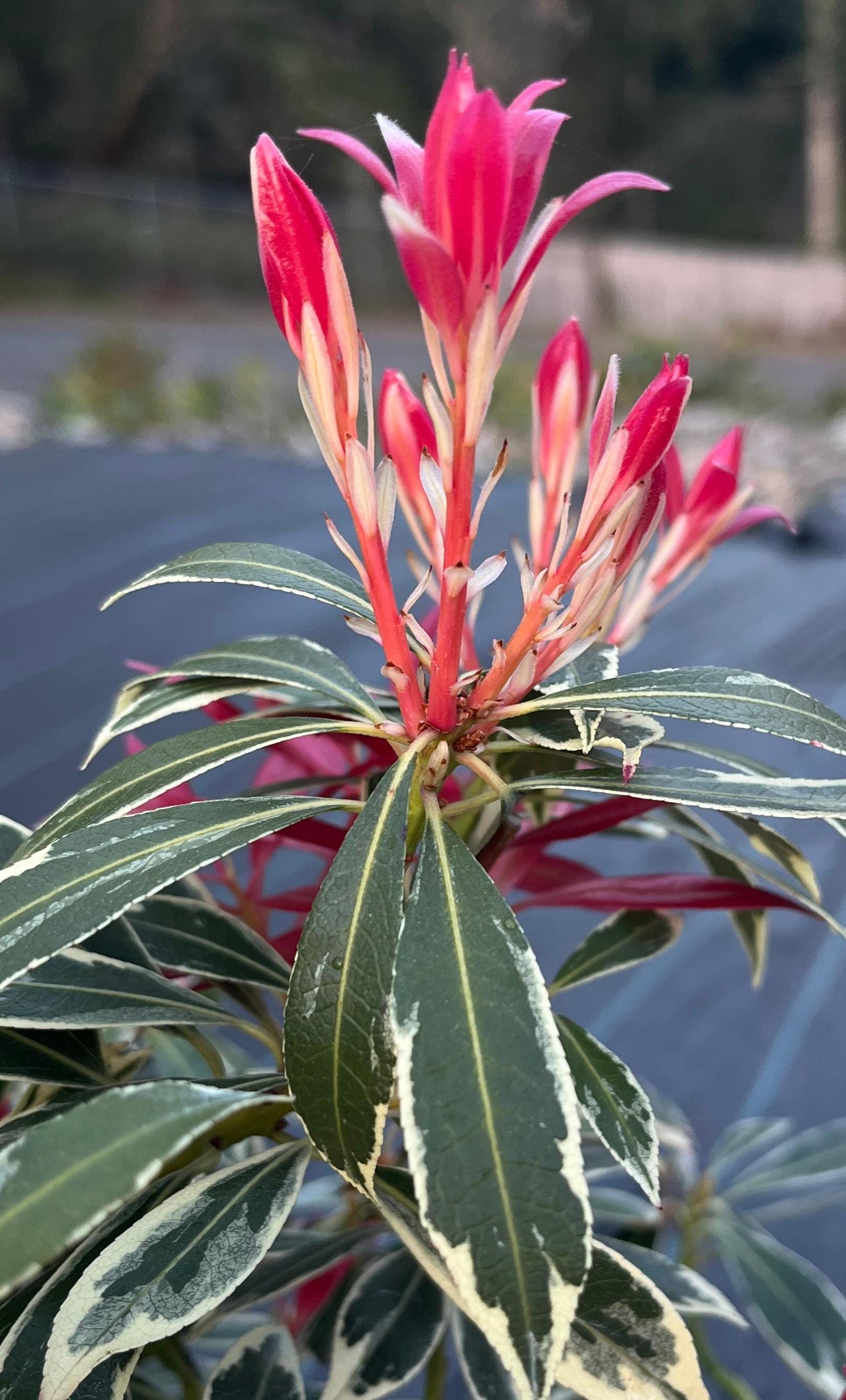 Flaming Silver Variegated Lily Of The Valley, Flowering Evergreen Shrub - Live Plant