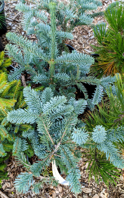 Glauca Prostrata Blue Noble Fir, Dwarf Prostrate Abies Procera Conifer - Live Plant