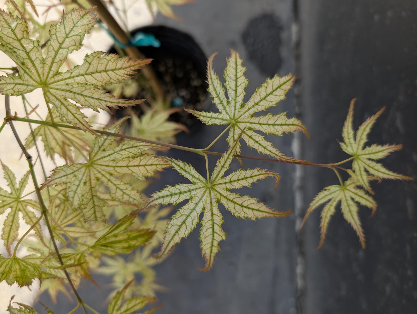 Peaches and Cream Japanese Maple, Pink Cream Variegated Acer Palmatum - Live Plant