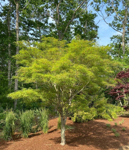 Koto No Ito Japanese Maple, Dwarf Harp String Acer Palmatum Tree - Live Plant