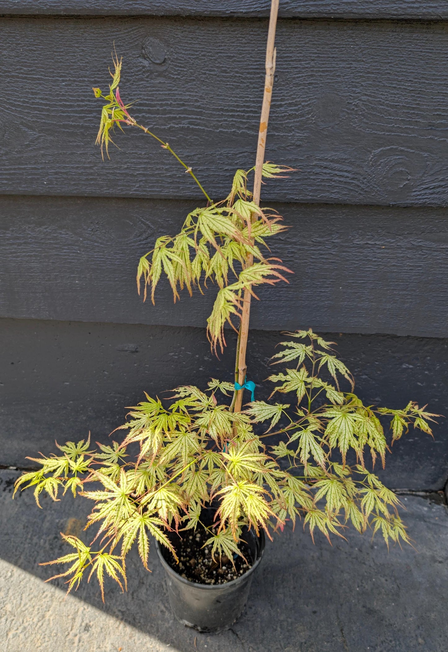 Peaches and Cream Japanese Maple, Pink Cream Variegated Acer Palmatum - Live Plant