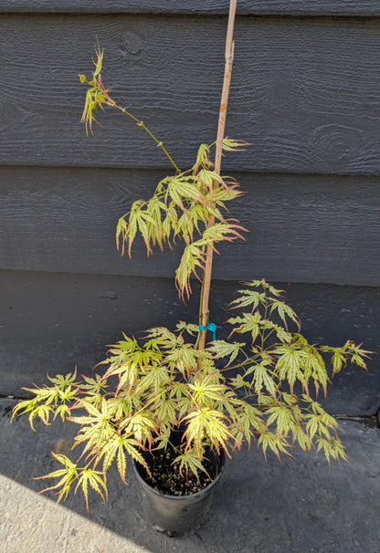 Peaches and Cream Japanese Maple, Pink Cream Variegated Acer Palmatum - Live Plant