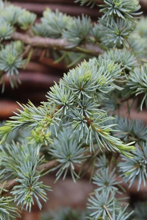 Sapphire Nymph Dwarf Blue Atlas Cedar Tree, Rare Collector Conifer - Live Plant