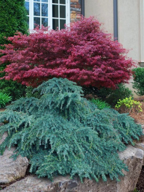 Feelin Blue Weeping Blue Deodar Cedar, Evergreen Conifer Tree - Live Plant