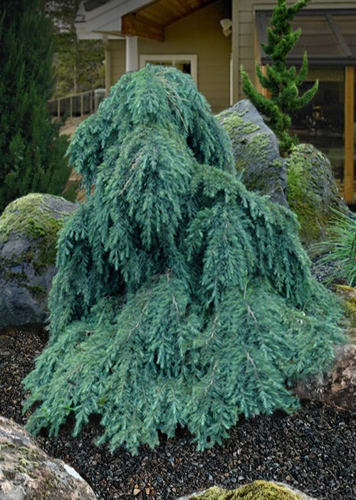 Feelin Blue Weeping Blue Deodar Cedar, Evergreen Conifer Tree - Live Plant