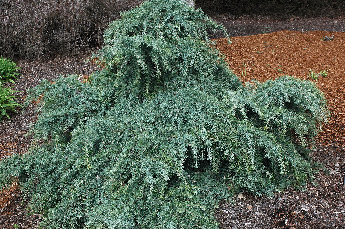 Feelin Blue Weeping Blue Deodar Cedar, Evergreen Conifer Tree - Live Plant