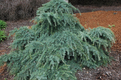 Feelin Blue Weeping Blue Deodar Cedar, Evergreen Conifer Tree - Live Plant