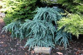Feelin Blue Weeping Blue Deodar Cedar, Evergreen Conifer Tree - Live Plant