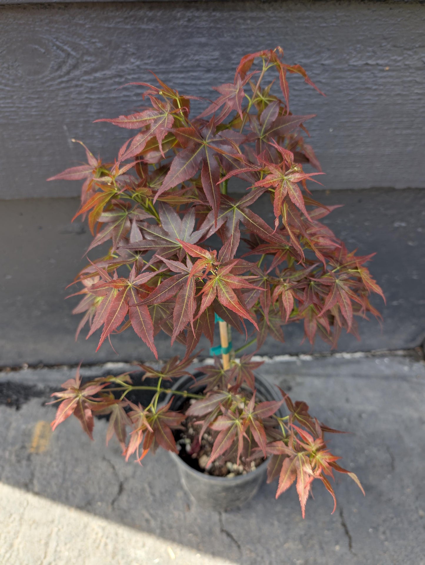 Kurenai Jishi Japanese Maple, Rare Red Lion's Head Acer Palmatum - Live Plant