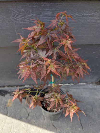 Kurenai Jishi Japanese Maple, Rare Red Lion's Head Acer Palmatum - Live Plant