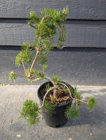 Uncle Fogy Rare Twisting Jack Pine, Pinus Banksiana Unique Weeping Conifer - Live Plant