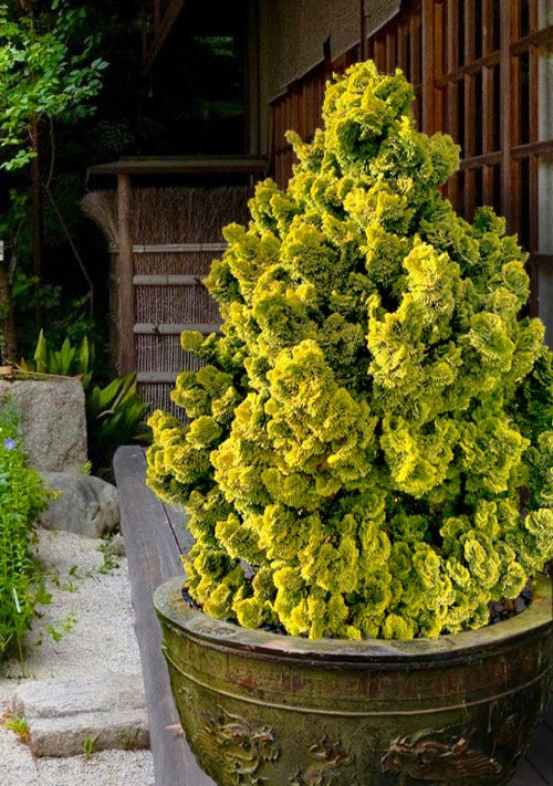 Nana Lutea Golden Hinoki Cypress, Dwarf Pre-Bonsai Conifer - Live Plant