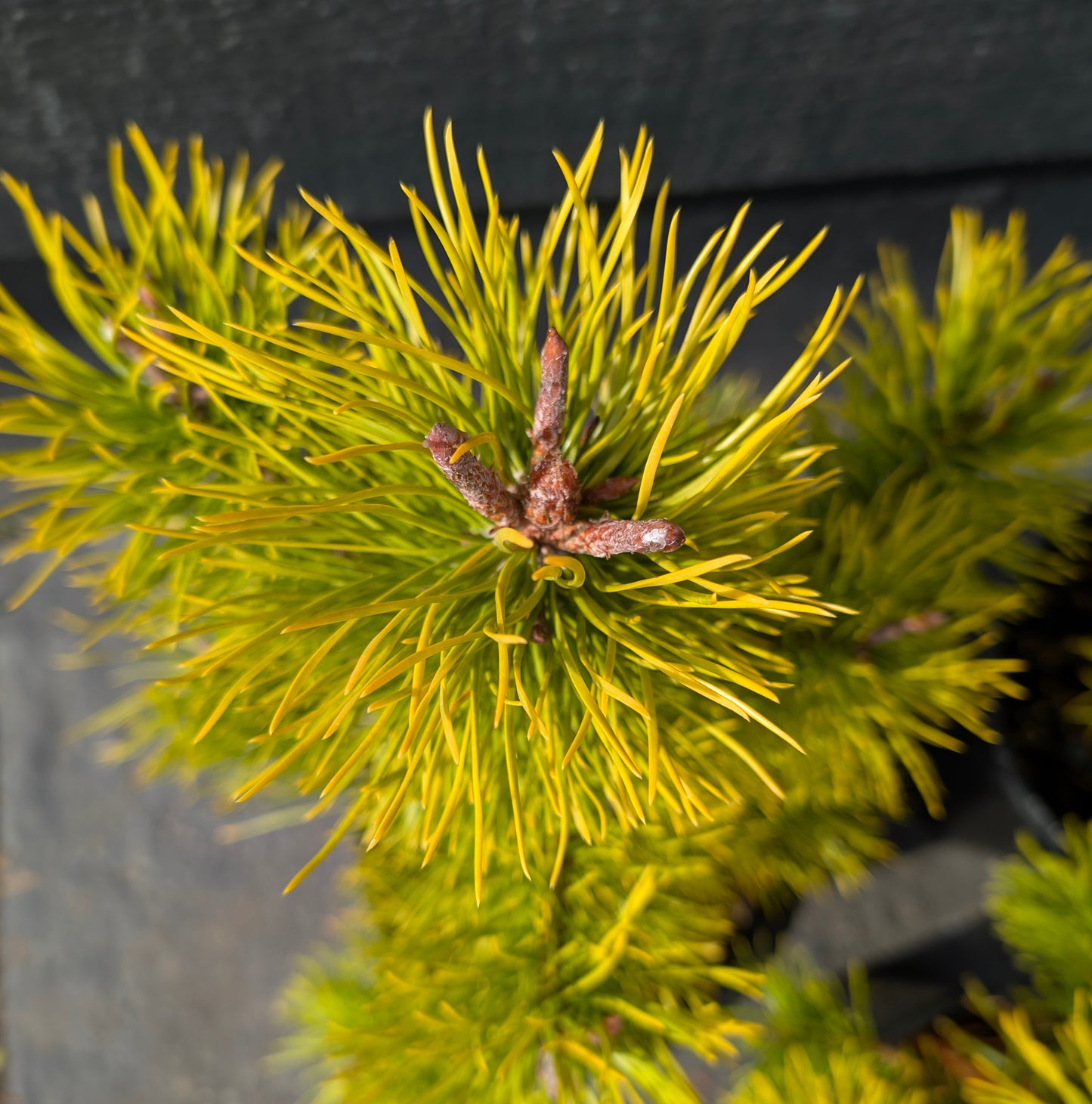 Chief Joseph Golden Winter Lodgepole Pine, Rare Pinus Contorta Conifer - Live Plant