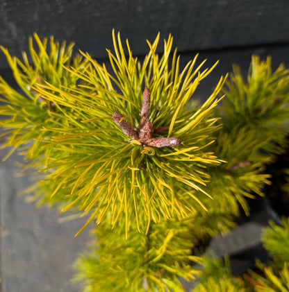 Chief Joseph Golden Winter Lodgepole Pine, Rare Pinus Contorta Conifer - Live Plant