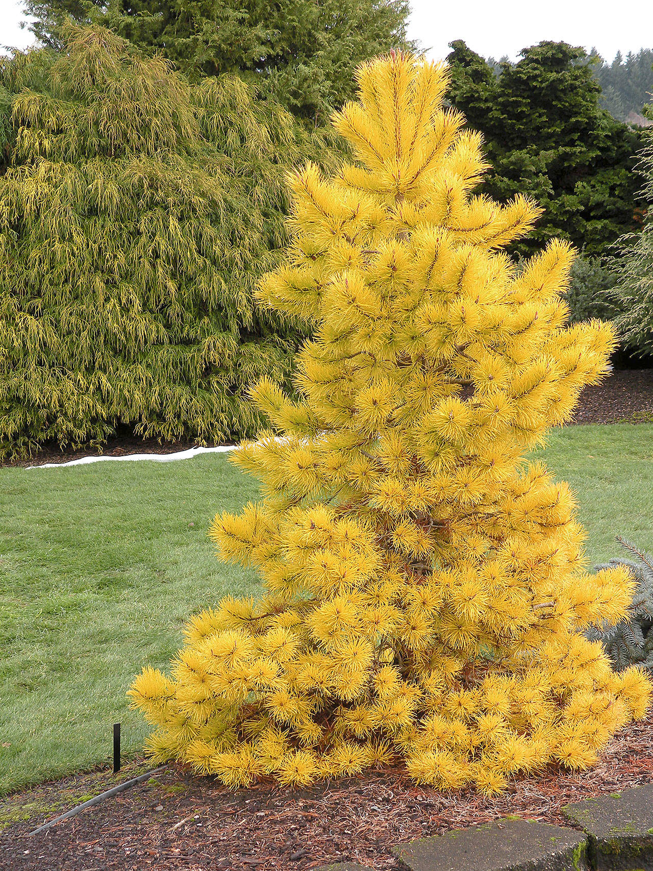 Chief Joseph Golden Winter Lodgepole Pine, Rare Pinus Contorta Conifer - Live Plant