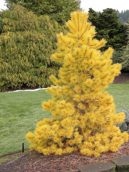 Chief Joseph Golden Winter Lodgepole Pine, Rare Pinus Contorta Conifer - Live Plant