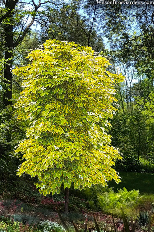Summer Gold Variegated Chinese Dogwood Tree, Dwarf Ornamental Tree - Live Plant