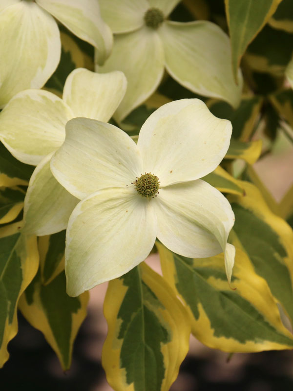 Summer Gold Variegated Chinese Dogwood Tree, Dwarf Ornamental Tree - Live Plant
