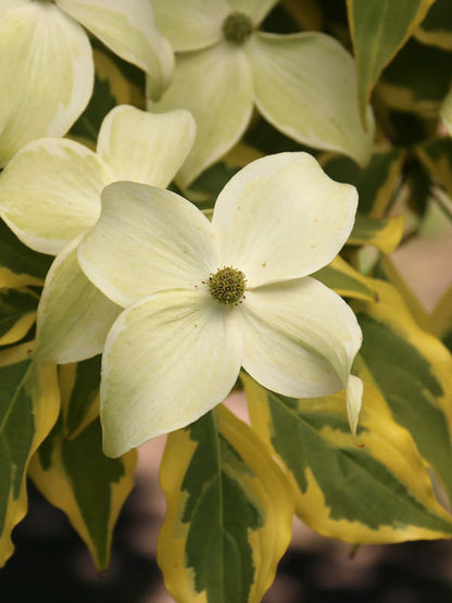 Summer Gold Variegated Chinese Dogwood Tree, Dwarf Ornamental Tree - Live Plant