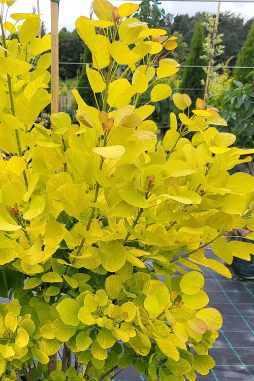 Ancot Golden Spirit Cotinus Coggygria Golden Smoke Bush Tree - Live Plant
