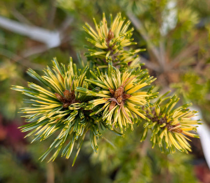 Ogon-Janome Japanese White Pine, Rare Dwarf Variegated Pinus Parviflora - Live Plant