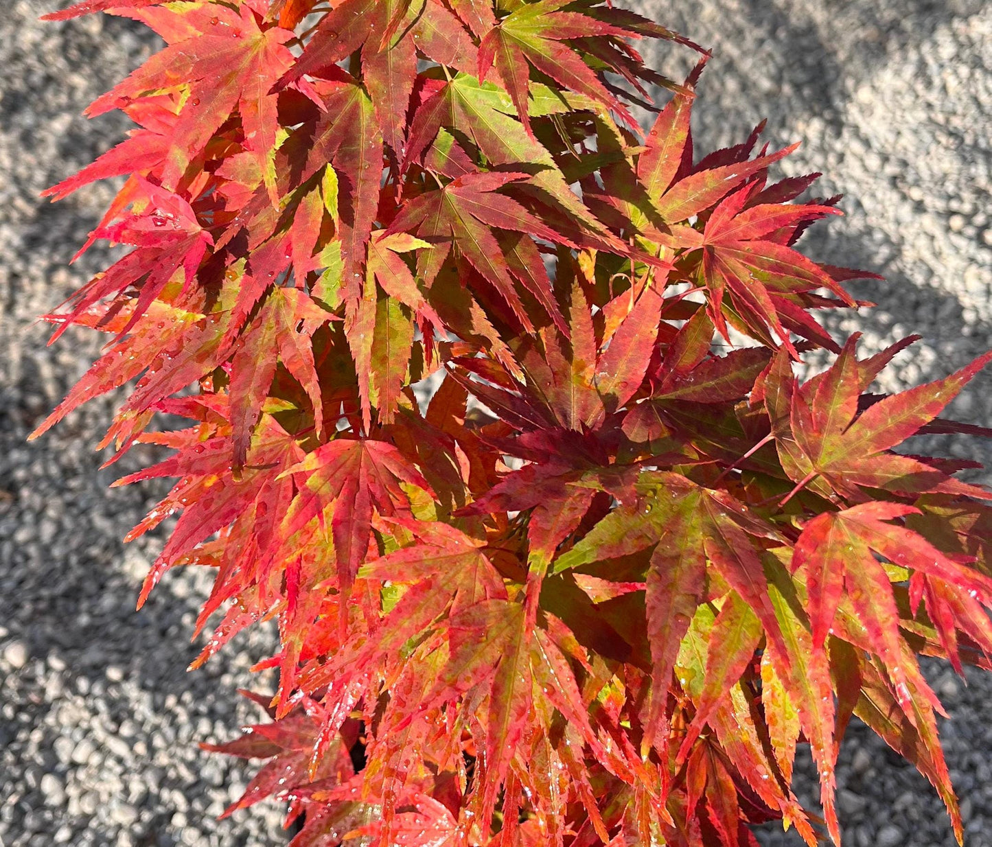 Mikawa Yatsubusa Japanese Maple Tree, Dwarf Acer Palmatum - Live Plant