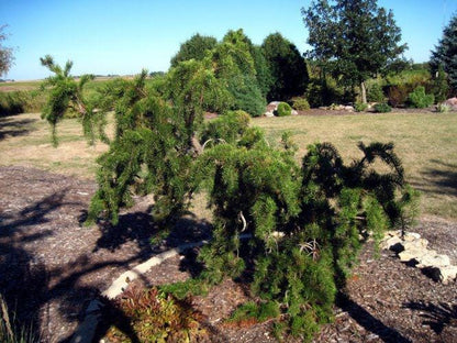 Uncle Fogy Rare Twisting Jack Pine, Pinus Banksiana Unique Weeping Conifer - Live Plant
