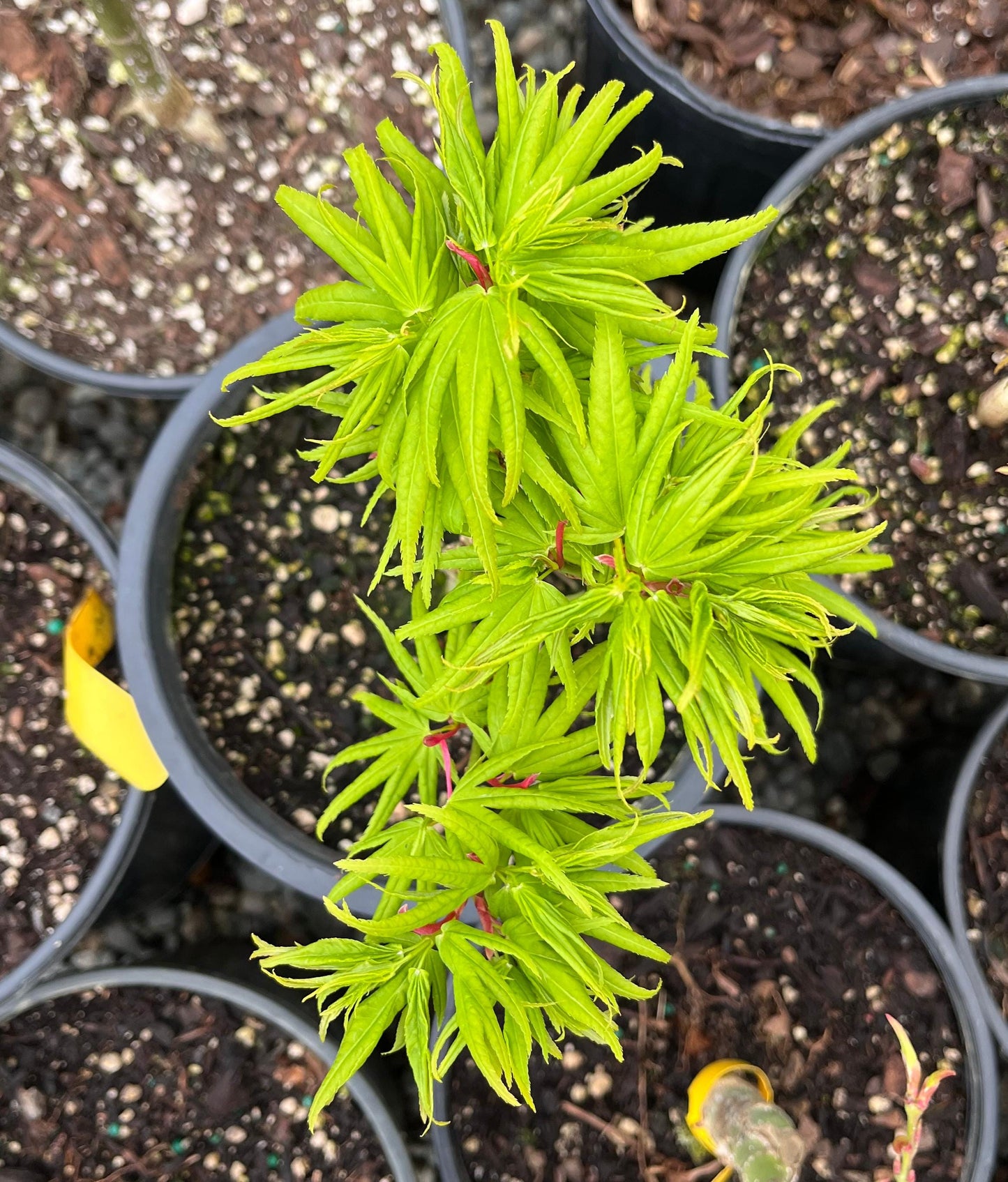 Mikawa Yatsubusa Japanese Maple Tree, Dwarf Acer Palmatum - Live Plant