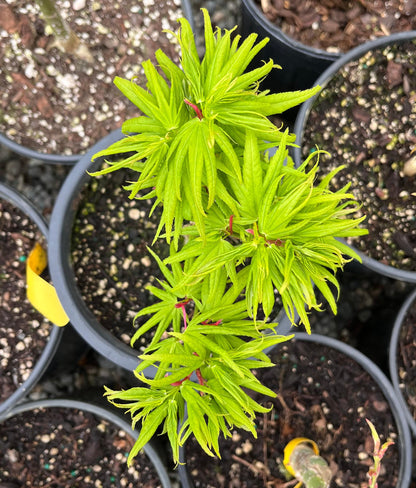 Mikawa Yatsubusa Japanese Maple Tree, Dwarf Acer Palmatum - Live Plant