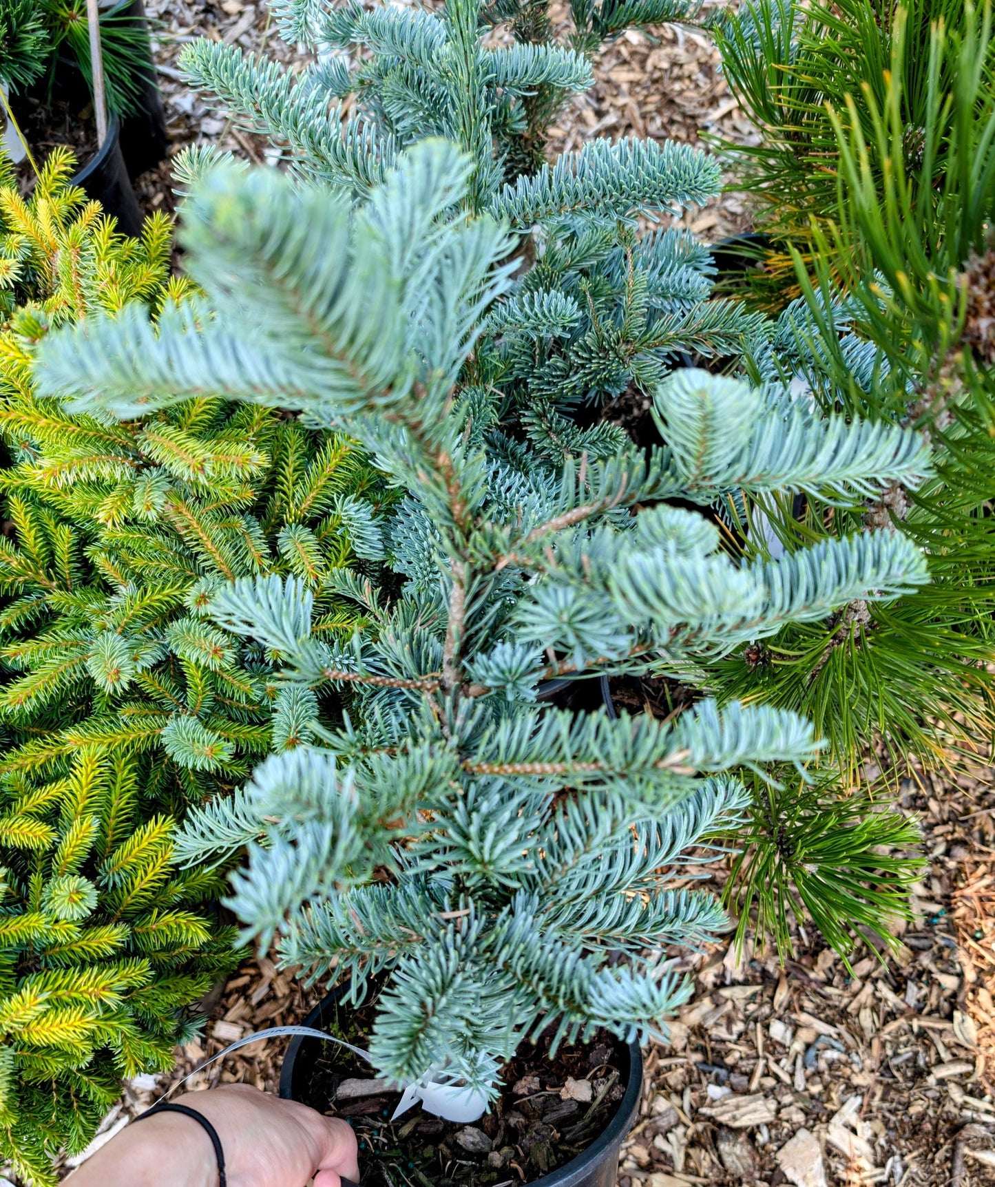Glauca Prostrata Blue Noble Fir, Dwarf Prostrate Abies Procera Conifer - Live Plant