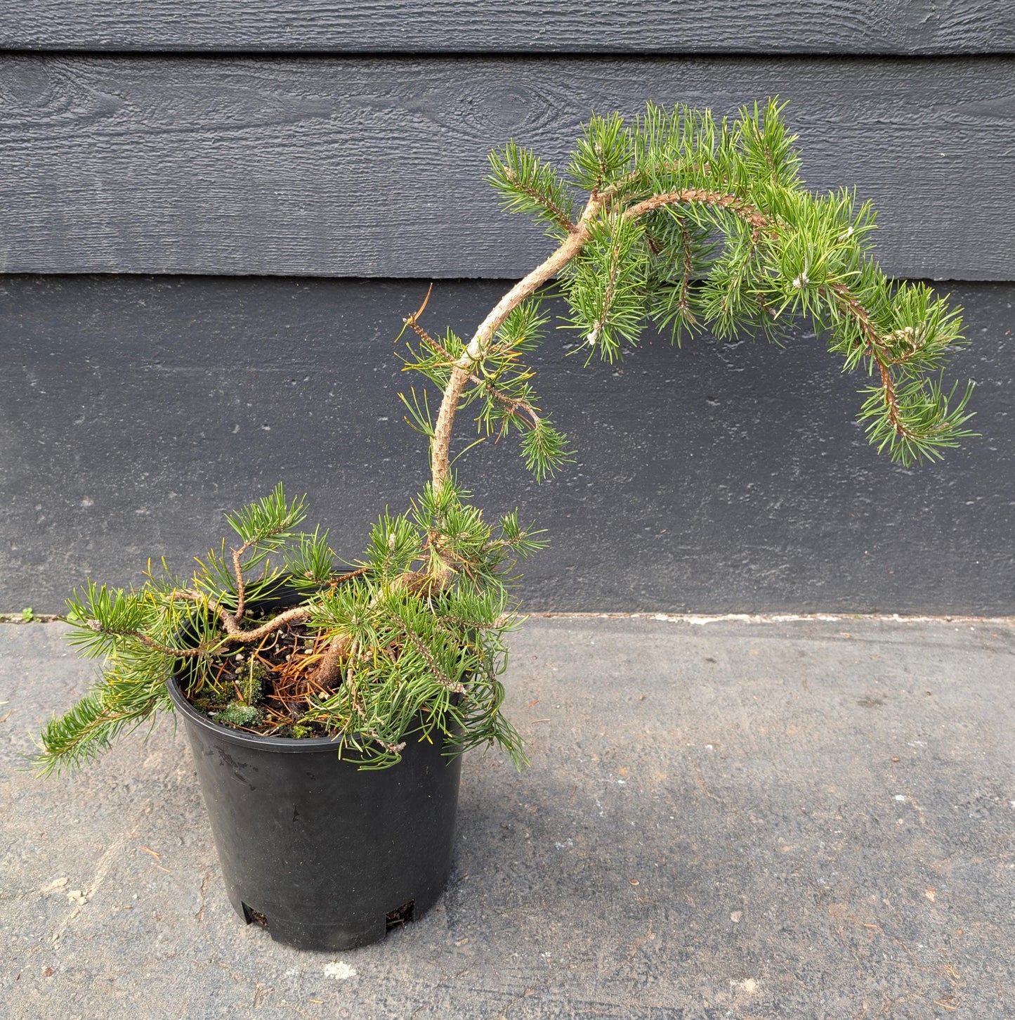 Uncle Fogy Rare Twisting Jack Pine, Pinus Banksiana Unique Weeping Conifer - Live Plant