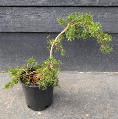 Uncle Fogy Rare Twisting Jack Pine, Pinus Banksiana Unique Weeping Conifer - Live Plant