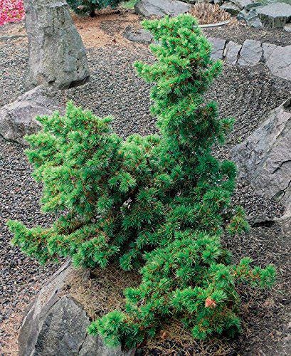 Green Prince Cedar of Lebanon, Dwarf Bonsai Evergreen Conifer - Live Plant