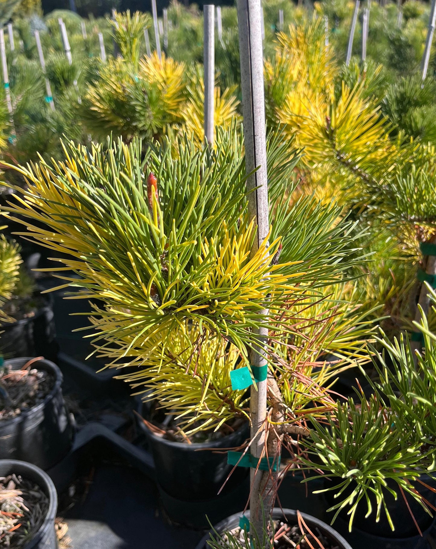 Splashes Rare Variegated Shore Pine, Pinus Contorta Collector Conifer - Live Plant