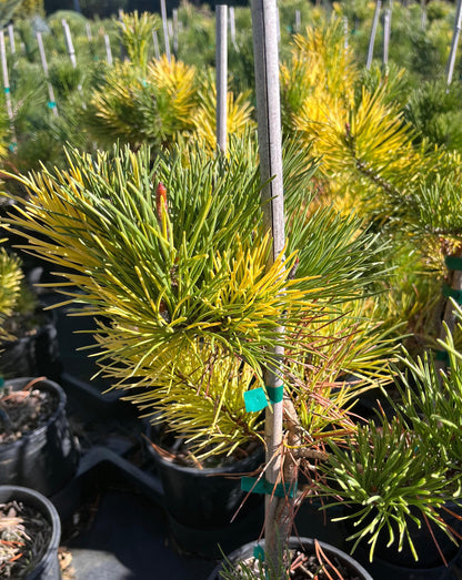 Splashes Rare Variegated Shore Pine, Pinus Contorta Collector Conifer - Live Plant