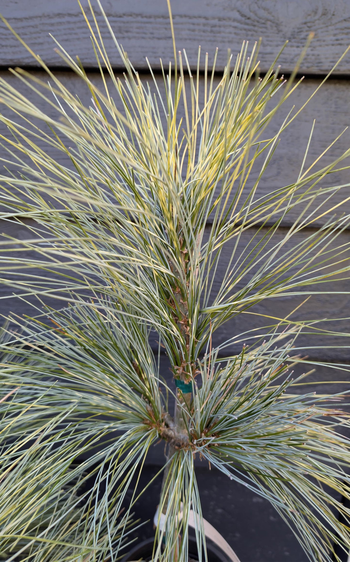 Zebrina Rare Variegated Himalayan Pine Collector Conifer - Live Plant