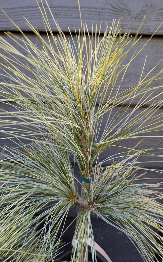Zebrina Rare Variegated Himalayan Pine Collector Conifer - Live Plant