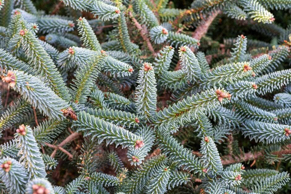 Glauca Blue Spanish Fir Abies Pinsapo, Unique Needle Dwarf Conifer - Live Plant