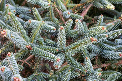 Glauca Blue Spanish Fir Abies Pinsapo, Unique Needle Dwarf Conifer - Live Plant