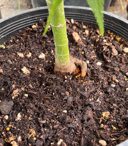 Tattoo Japanese Maple, Rare Dwarf Acer Palmatum Mikawa Type, Collector Tree - Live Plant