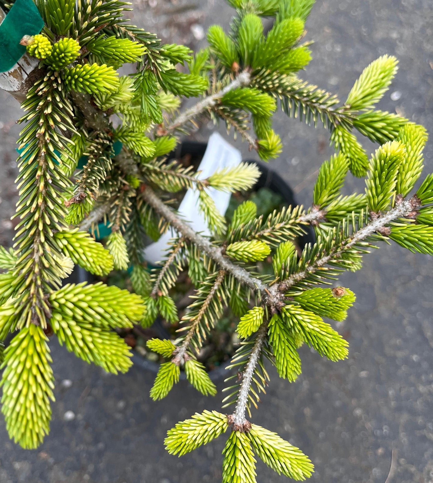 Silver Seedling Rare Variegated Oriental Spruce, Dwarf Evergreen Conifer Tree - Live Plant