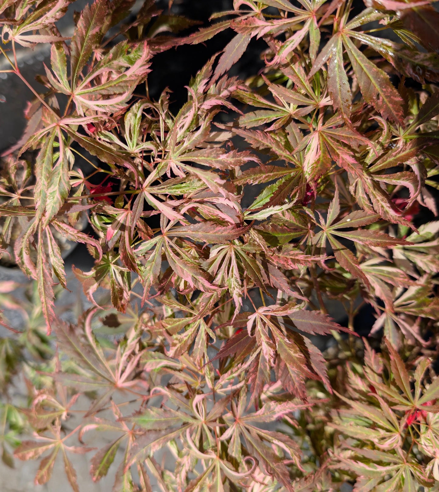 Lileeanne's Jewel Japanese Maple, Rare Variegated Acer Palmatum - Live Plant