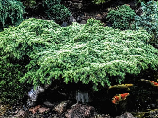 Hillier's HB Dwarf Atlas Cedar, Bonsai Starter, Rock Garden Tree - Live Plant