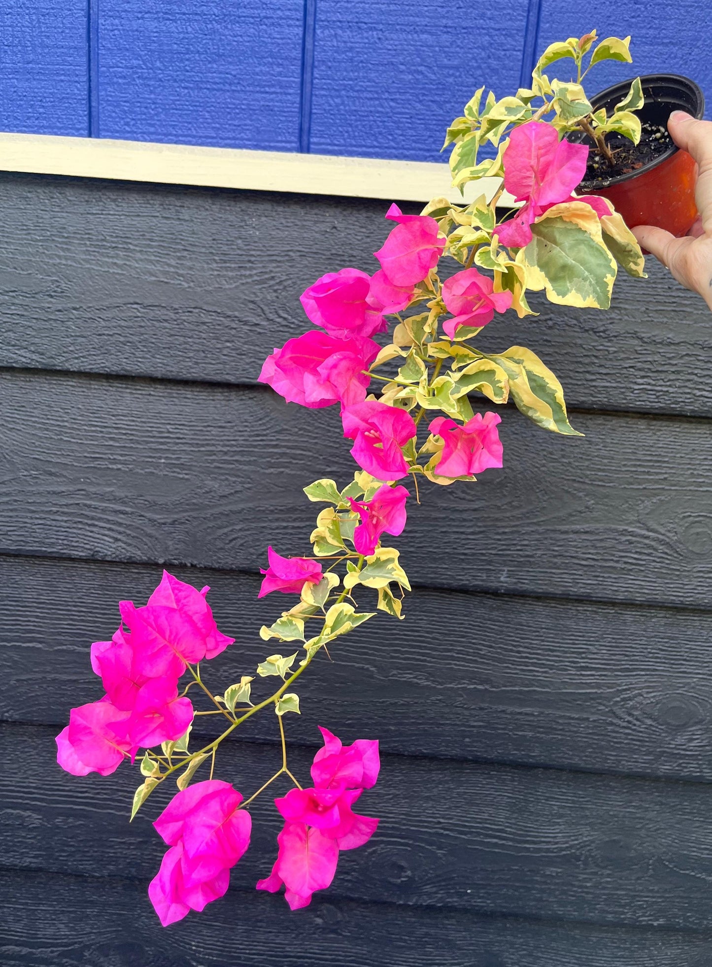 Raspberry Ice Variegated Bougainvillea Pink Flowering Vine - Live Plant