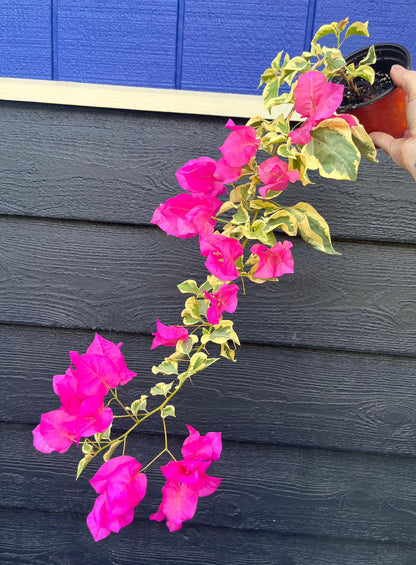 Raspberry Ice Variegated Bougainvillea Pink Flowering Vine - Live Plant